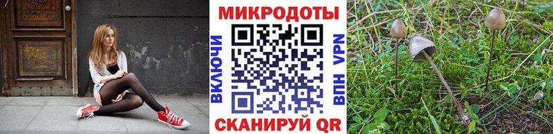 Галлюциногенные грибы Psilocybe  Алдан 